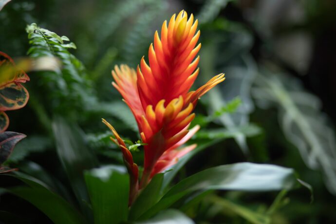 Prodejní výstava tropických rostlin doplní aktuální expozici NOVÁ PET TROPICANA