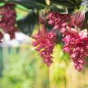 Foto: ©Botanická zahrada Praha