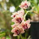 Prodejní výstava tropických rostlin doplní aktuální expozici NOVÁ PET TROPICANA. Foto: ©Botanická Praha