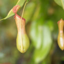 Prodejní výstava tropických rostlin doplní aktuální expozici NOVÁ PET TROPICANA. Foto: ©Botanická Praha