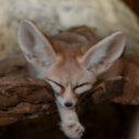 Foto: ©Zoo Dvorec