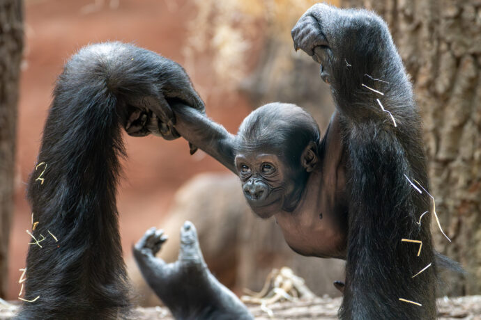 Malá gorilka Mobi v Zoo Praha se má k světu