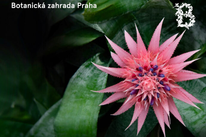 Foto: ©Botanická zahrada Praha
