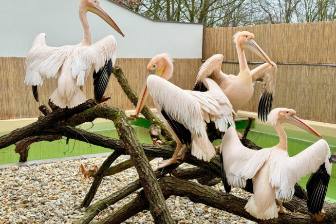 Do Zoo Brno se po 30 letech vrátili pelikáni