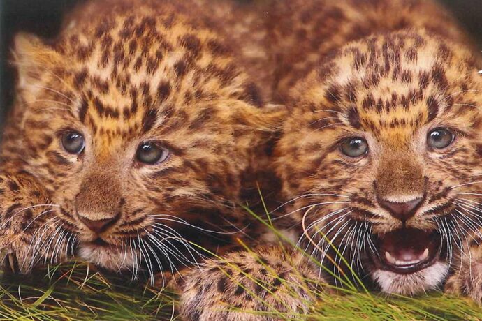 Foto: ©Zoo Plzeň