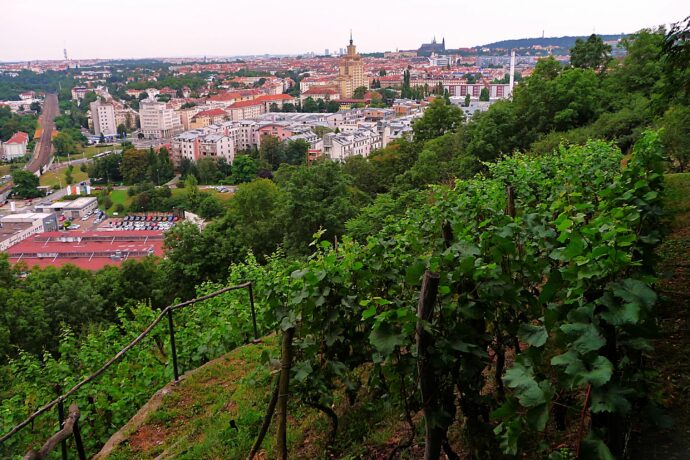Vinice Baba — Praha