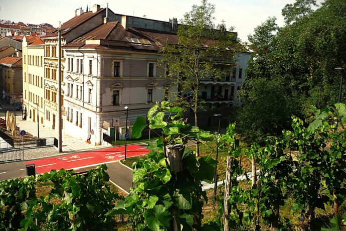 Vinice na Vítkově