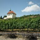 Vinice sv. Kláry - Troja