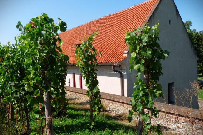 Vinice Vyšehradské kapituly
