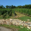 Zilvarovy vinice