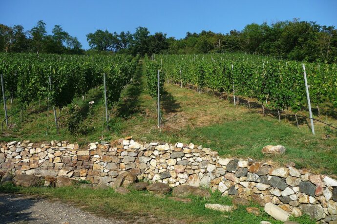 Zilvarovy vinice
