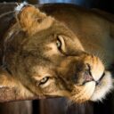 Foto: ©Zoopark Olovnice