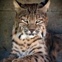Foto: ©Zoopark Olovnice