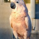 Foto: ©Zoopark Olovnice