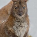 Foto: ©Zoopark Olovnice