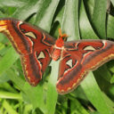 Attacus atlas. Foto: ©Botanická zahrada Praha