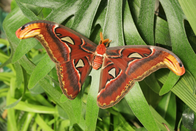Attacus atlas. Foto: ©Botanická zahrada Praha