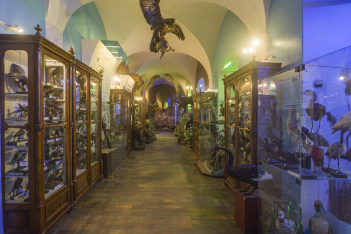 Vlastivědné muzeum a galerie v České Lípě - Expozice exotických zvířat z celého světa