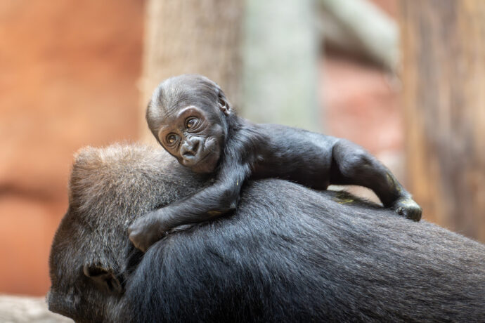 Gorila nížinná. Foto © Oliver Le Que, Zoo Praha