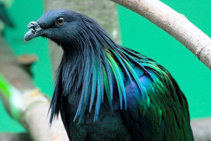 Ptačí sobota. Foto: ©Zoo Plzeň