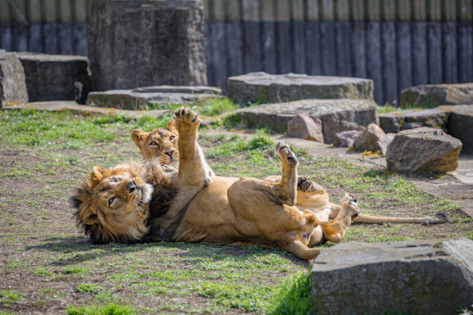 Skvělé rady a tipy pro návštěvu Zoo Praha
