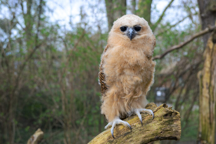 Zoo Praha rozmnožila sovu kutupu Pelovu
