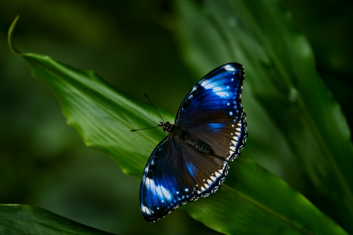 MOTÝLI Dobrodružná cesta Výstava tropických motýlů ve skleníku Fata Morgana. Foto: ©Botanická zahrada Praha