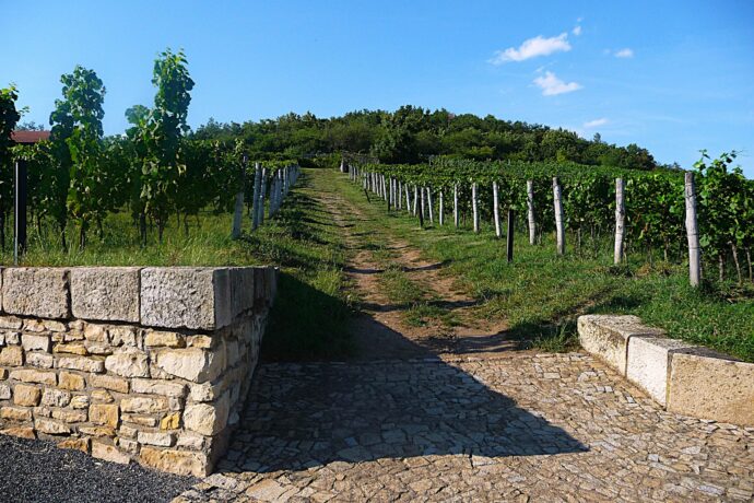 Vinice Salabka