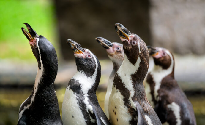 Tučňáci Humboldtovi. Foto © Petr Hamerník, Zoo Praha