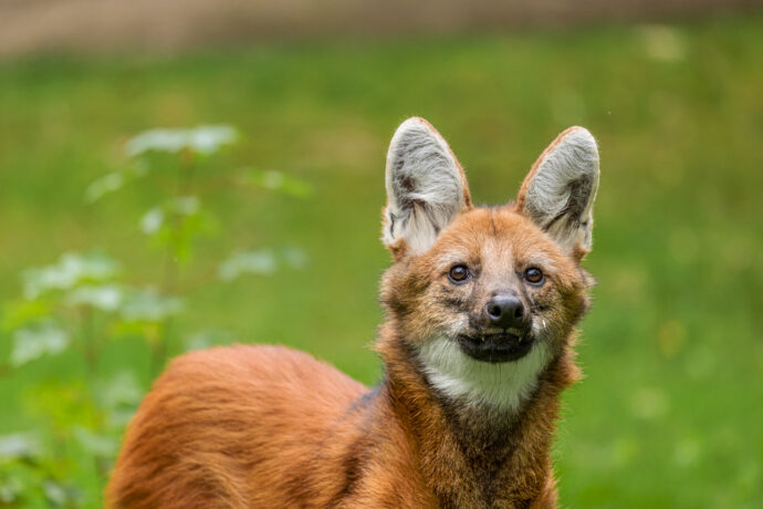 Vlk hřivnatý. Foto © Petr Hamerník, Zoo Praha