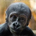 zoo praha