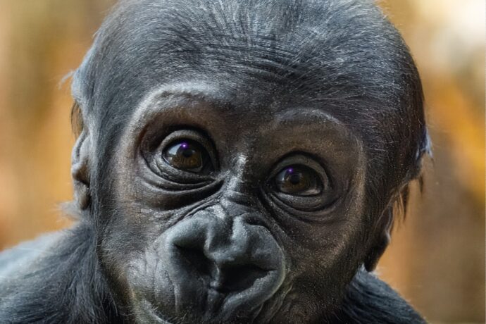 zoo praha