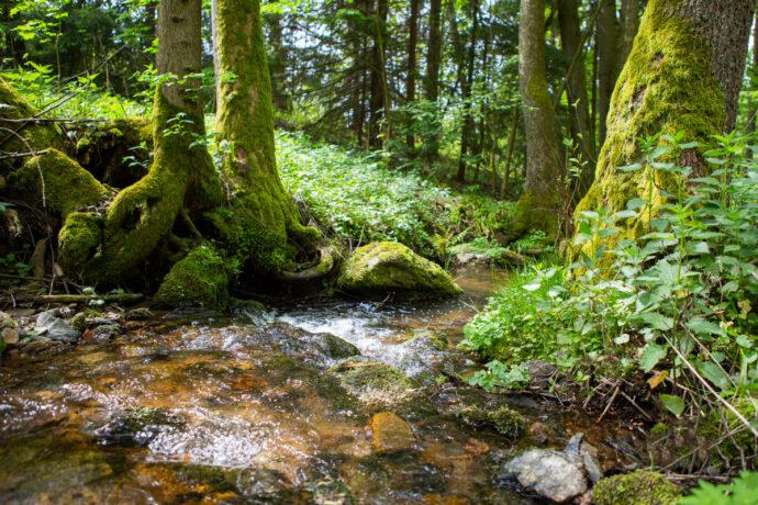 Přírodní památka Čenkovička. Foto: ©Michael Kolář