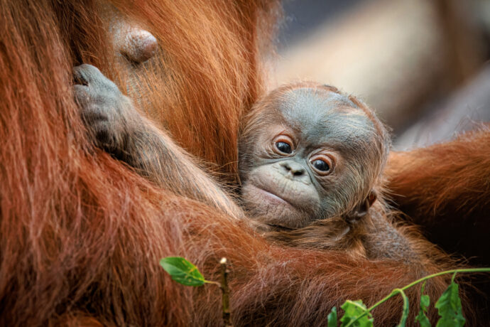 Mládě orangutana sumaterského dostane jméno v den svých měsíčních narozenin, v neděli 2. června v 11 hodin. Jde o prvního potomka samice Diri, která se o malého samečka stará velmi pečlivě. Foto Miroslav Bobek, Zoo Praha