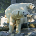 Lední medvědi Aleut (vpředu) a Gregor (vzadu) se seznamují se svým novým domovem. V Zoo Varšava tak nyní mohou zahájit nutnou rekonstrukci tamní expozice. Foto Petr Hamerník, Zoo Praha
