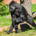 Samice gorily nížinné Duni ve venkovním výběhu Rezervace Dja se svou dcerou Mobi, které budou zítra přesně čtyři měsíce. Foto Oliver Le Que, Zoo Praha