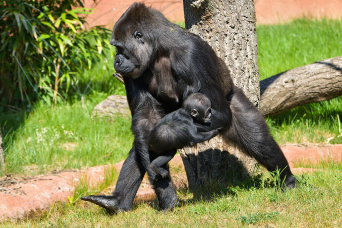 Samice gorily nížinné Duni ve venkovním výběhu Rezervace Dja se svou dcerou Mobi, které budou zítra přesně čtyři měsíce. Foto Oliver Le Que, Zoo Praha