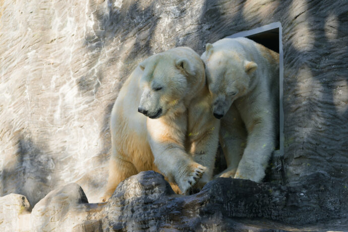 Aleut (vlevo) a Gregor (vpravo) se narodili 2. prosince v norimberské zoologické zahradě samci Felixovi a samici Veře a od roku 2013 žili v Zoo Varšava v Polsku. Ačkoliv dnes jsou již dospělí, stále jsou velmi hraví a jakožto dvojčata k sobě mají blízký vztah. Foto Petr Hamerník, Zoo Praha