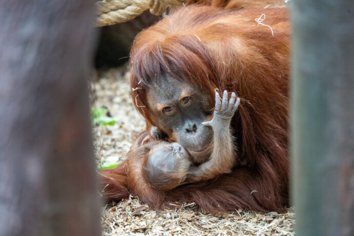 Samice orangutana sumaterského Diri se svým dnes narozeným mládětem zatím neznámého pohlaví. Mládě už pije mateřské mléko a podle prvních pozorování je vitální. Foto Oliver Le Que, Zoo Praha