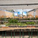 SUKULENTY V INTERIÉRU – Prodejní výstava v Botanické zahradě Praha 7. 6. - 7. 7. 2024