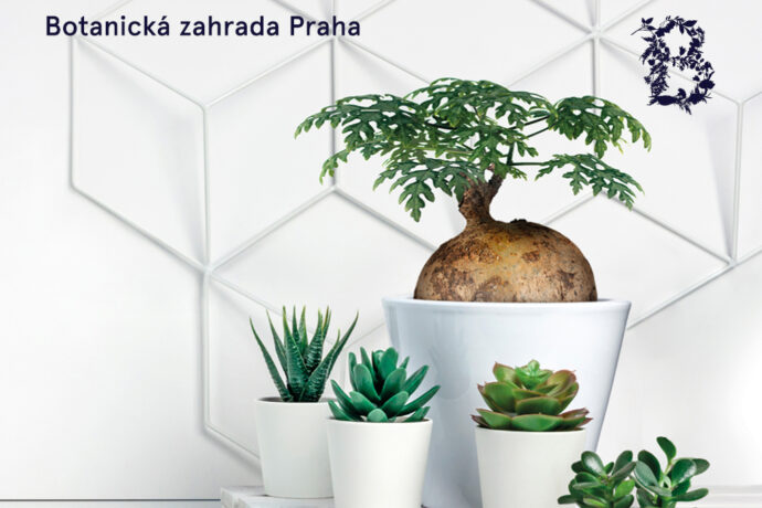 SUKULENTY V INTERIÉRU – Prodejní výstava v Botanické zahradě Praha 7. 6. - 7. 7. 2024
