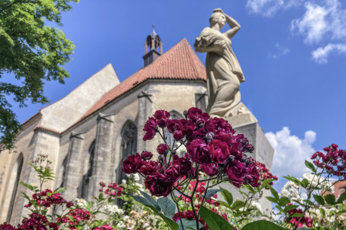 Blatná – město růží