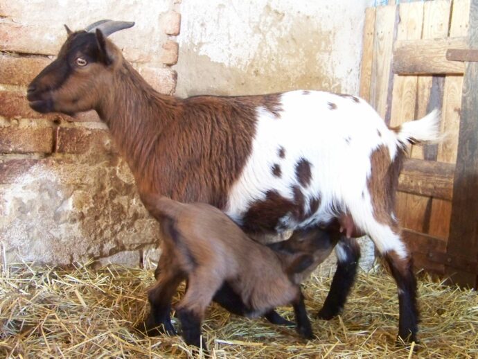 Zoo Chleby. Foto © Wikimedia Commons