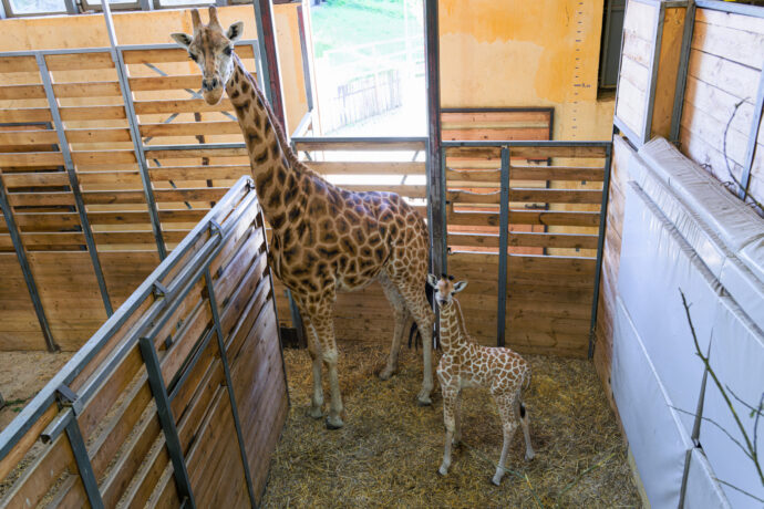 Malá samička žirafy severní núbijské stojí po boku své matky Fary v zázemí pavilonu Africký dům. Foto Petr Hamerník, Zoo Praha