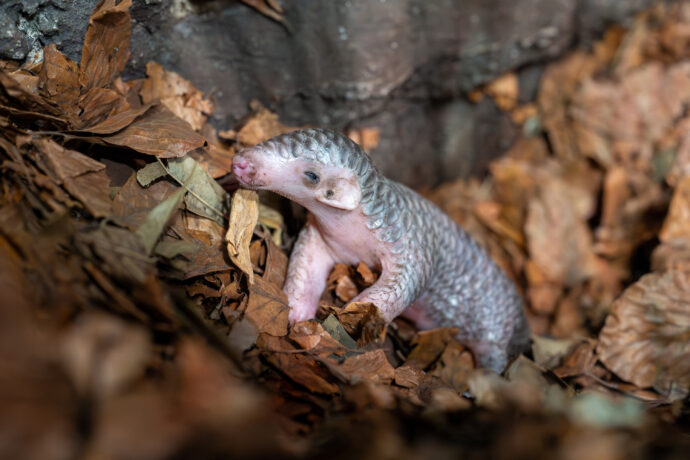 Malá samička luskouna krátkoocasého je nejlépe k vidění hned po otevření Zoo Praha, tedy po 9. hodině ranní, v noční expozici Indonéské džungle. Mezi 9. a 11. je totiž v nokturnu ještě denní světlo. Foto Oliver Le Que, Zoo Praha