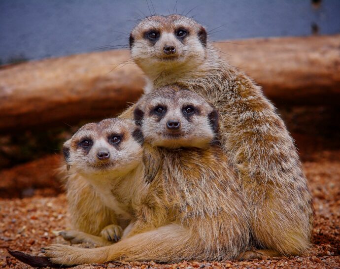 Foto: ©Zoopark Olovnice