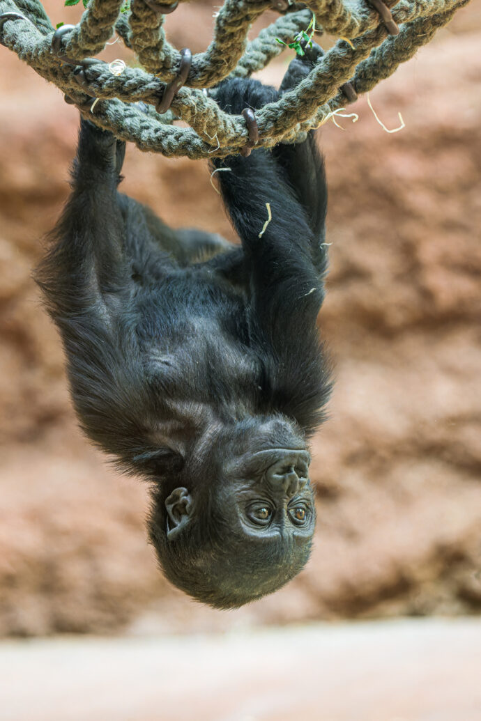 Nejoblíbenější kratochvílí sedmiměsíční Mobi je v těchto dnech houpání se na provazech hlavou dolů. Foto Petr Hamerník, Zoo Praha