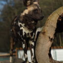 Pes hyenový. Foto: © Zoo Dvorec