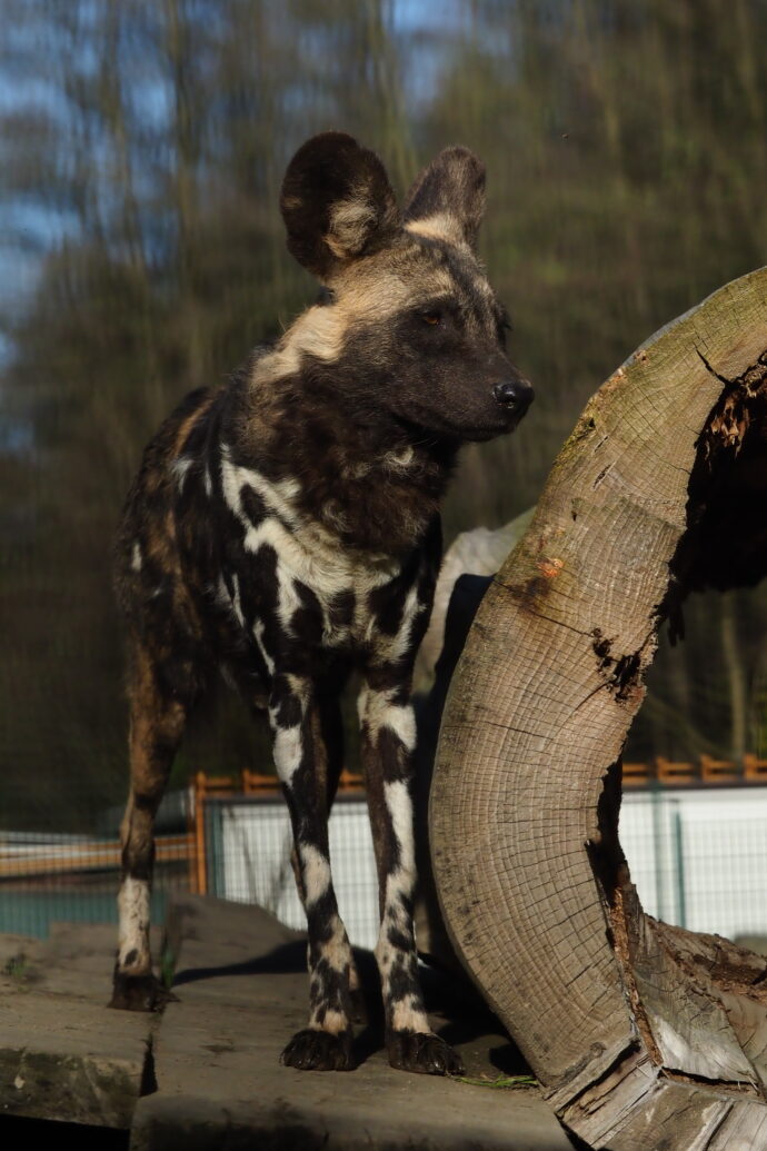 Pes hyenový. Foto: © Zoo Dvorec