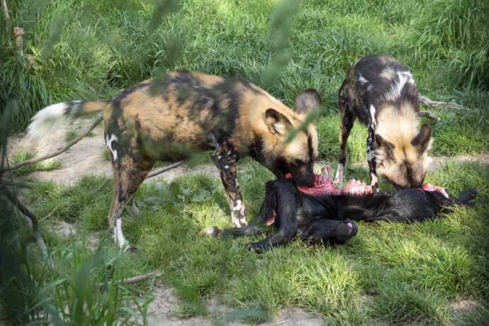 Pes hyenový. Foto: © Zoo Dvorec